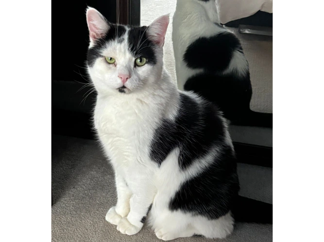 Oreo
