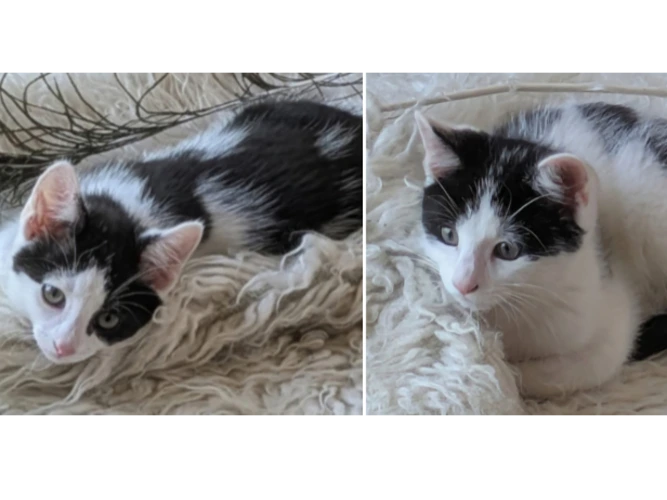 Jasper & Olly