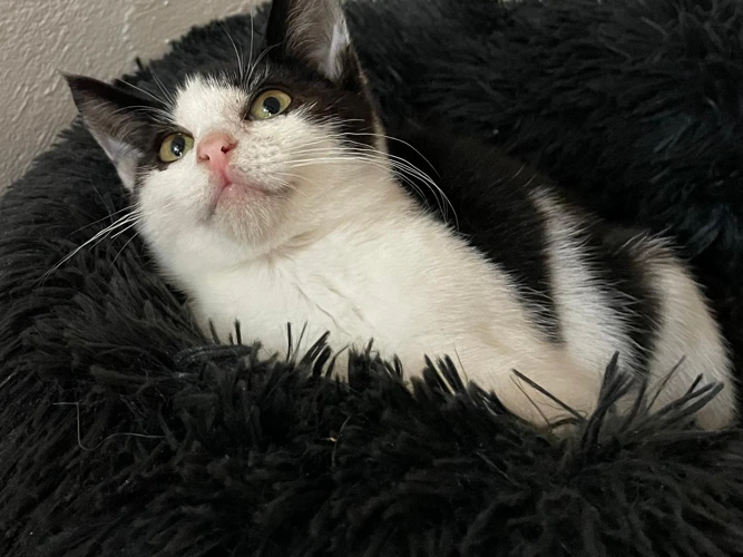 Hermia (kitten)