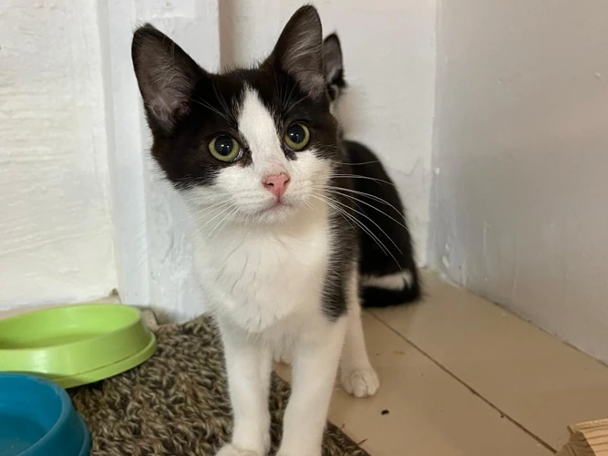 Oberon (kitten)