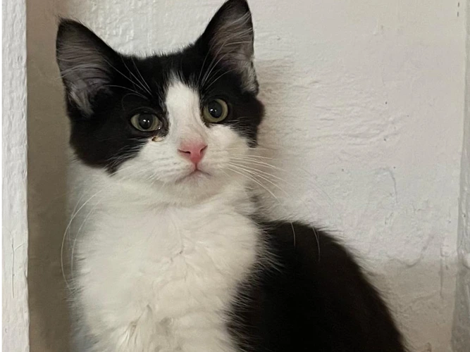 Lysander (kitten)