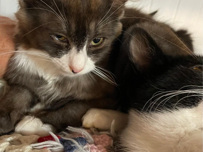 Puck (kitten)