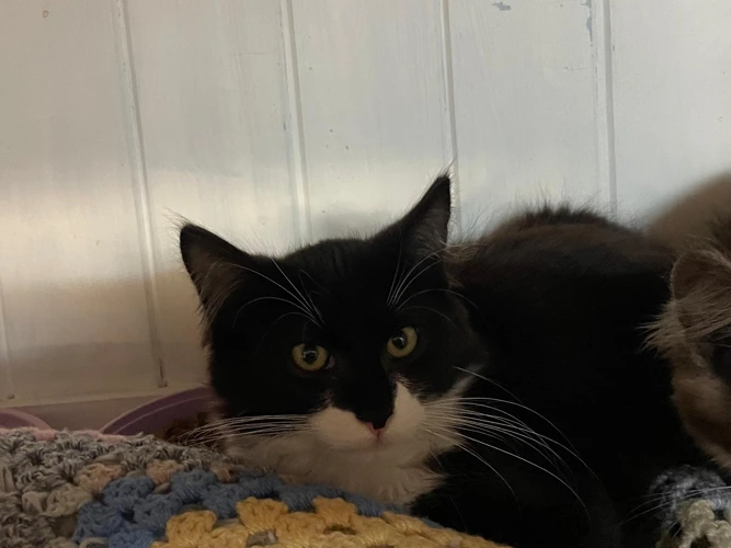 Demetrius (kitten)