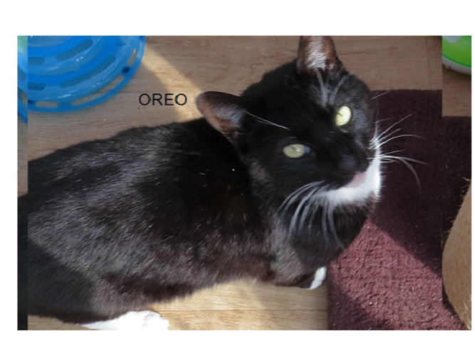 Oreo