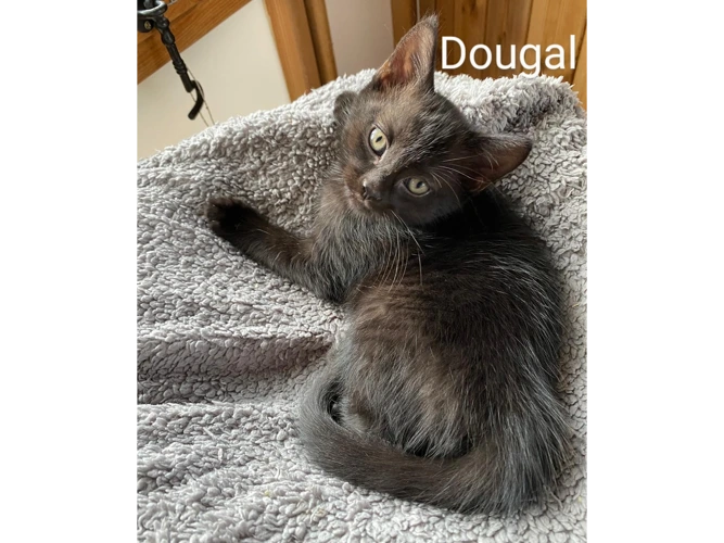 Dougal