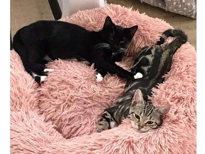 Kittens – Velma & Daphne
