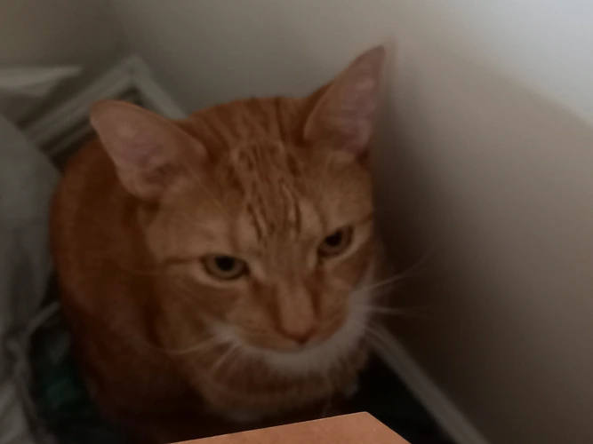 NACHO (DH)