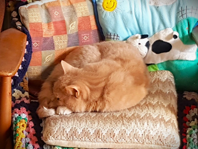 Tammy