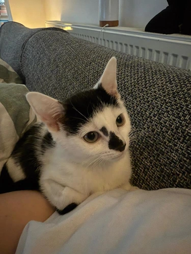 Isabella
