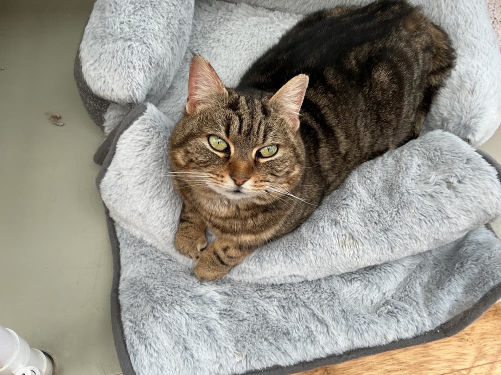 Penny — Domestic Cat