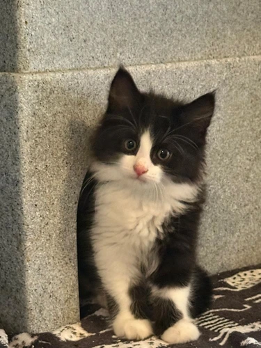 Hugo