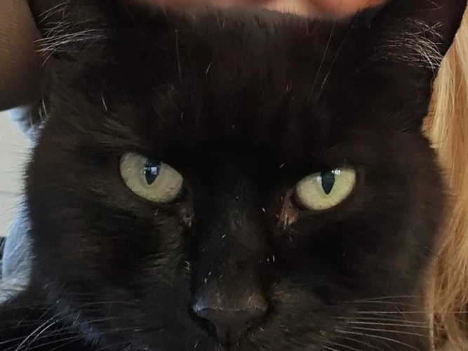 Onyx Direct Homing
