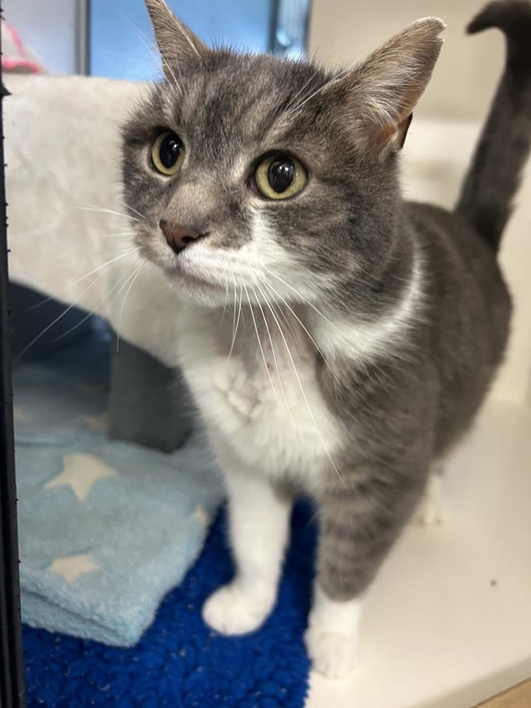 Find a cat near you Adopt a cat Cats Protection