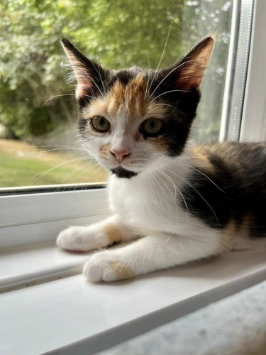 Maude