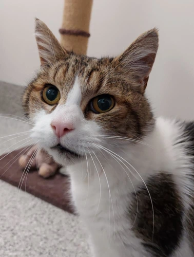 .Simba 14y male