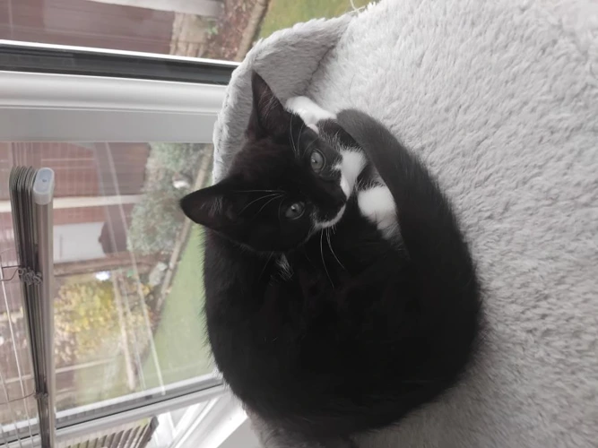 Peanut