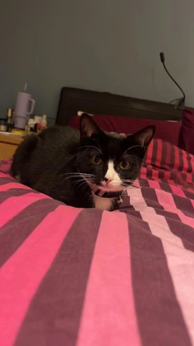 Cocoa