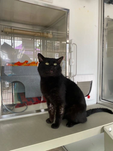 Marlin (requires an indoor only home)