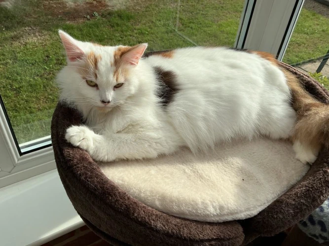 Calypso