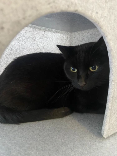 Micah