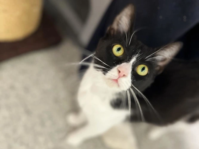 Wendy Whiskers