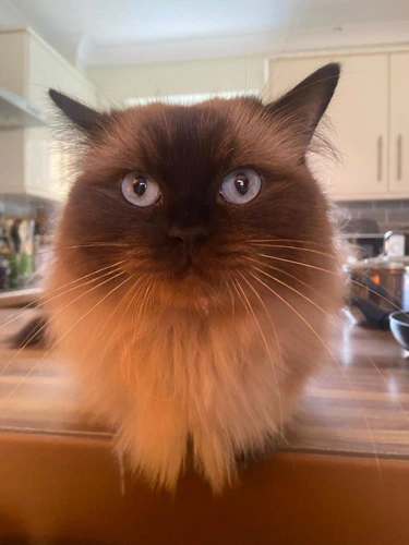 Coco