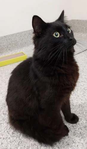George Pilchard 1y male