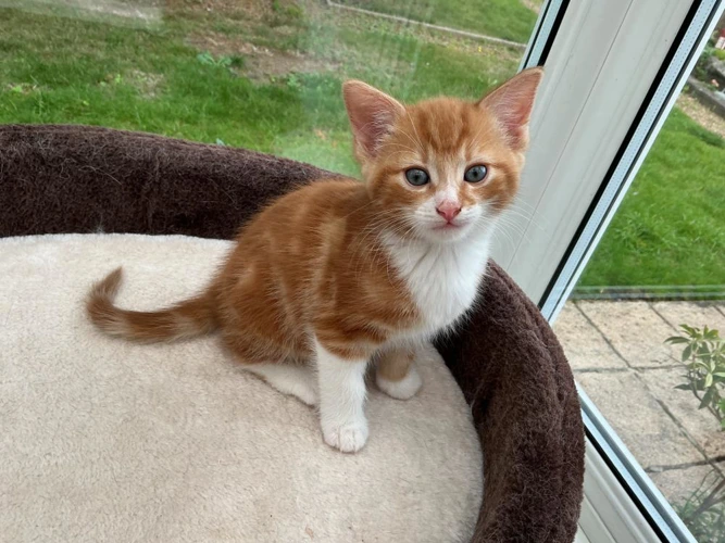 Marvin