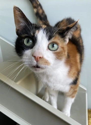 Tallulah