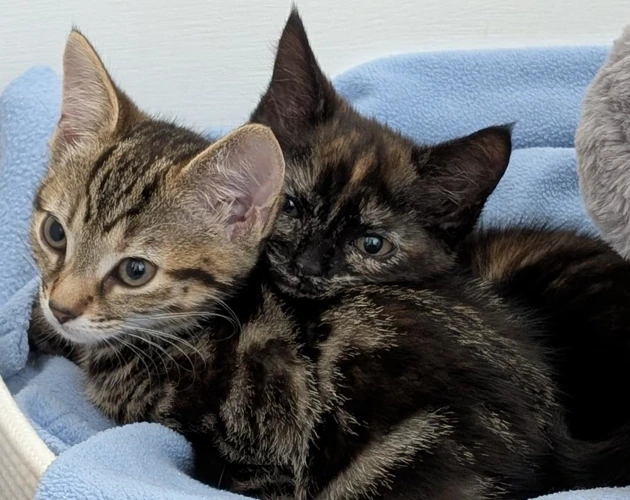 Hazel and Maple