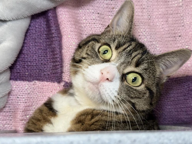 Clawdia
