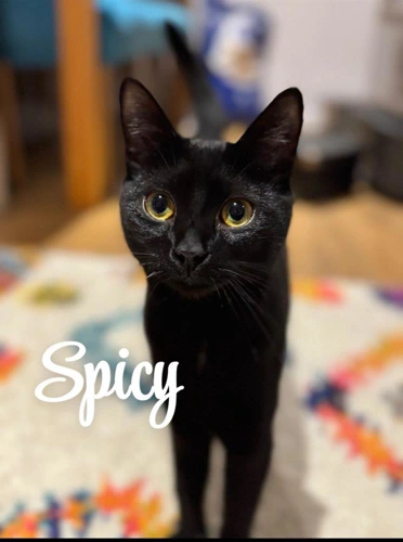 Spicy