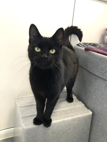 Clawdia