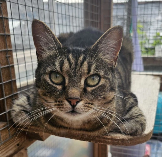 Suki