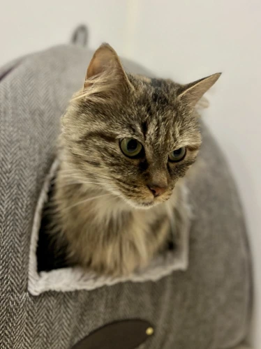 Bella