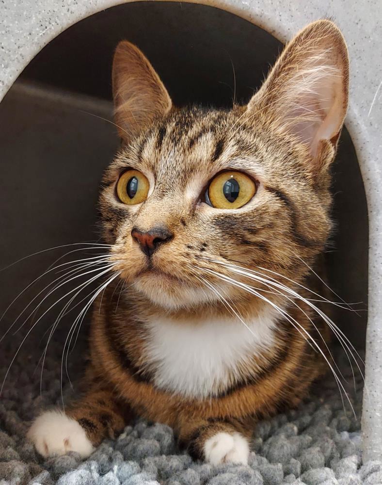 Seraphine 10 Month Old Female