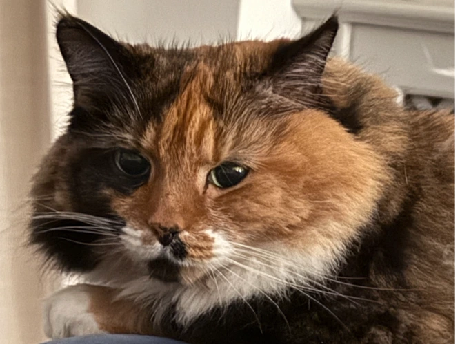 Kitty