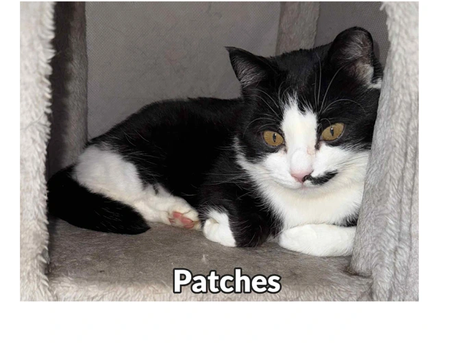 Patches