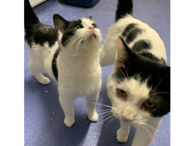 Tommy & Duchess DIRECT HOMING