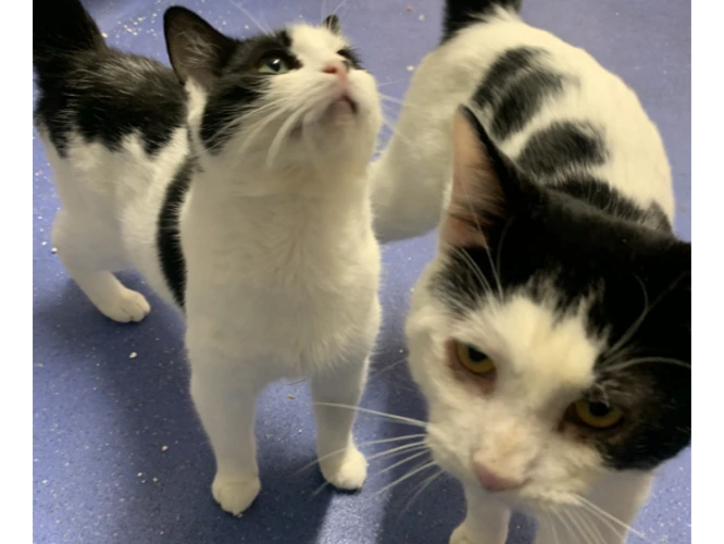 Duchess & Tommy DIRECT HOMING