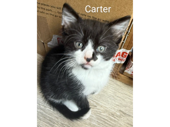 Carter