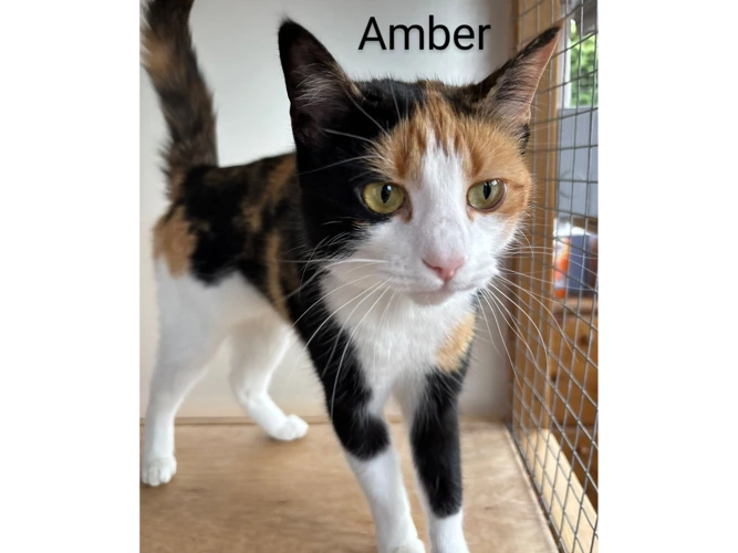 Amber