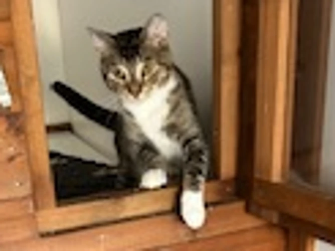Ollie