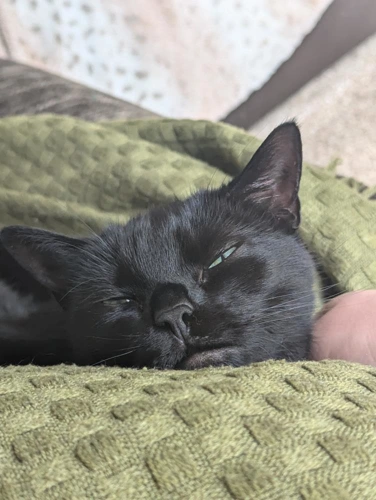 Mog