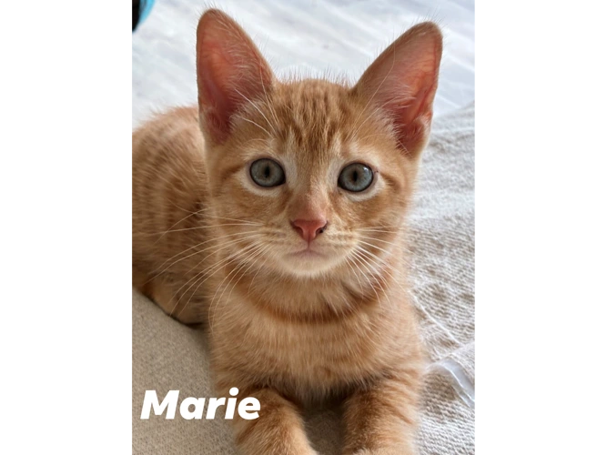 MARIE