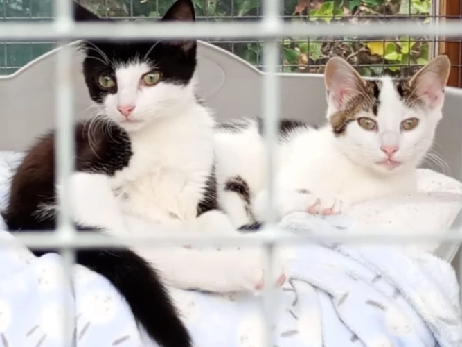 NIMBUS & PRECIOUS (LS)