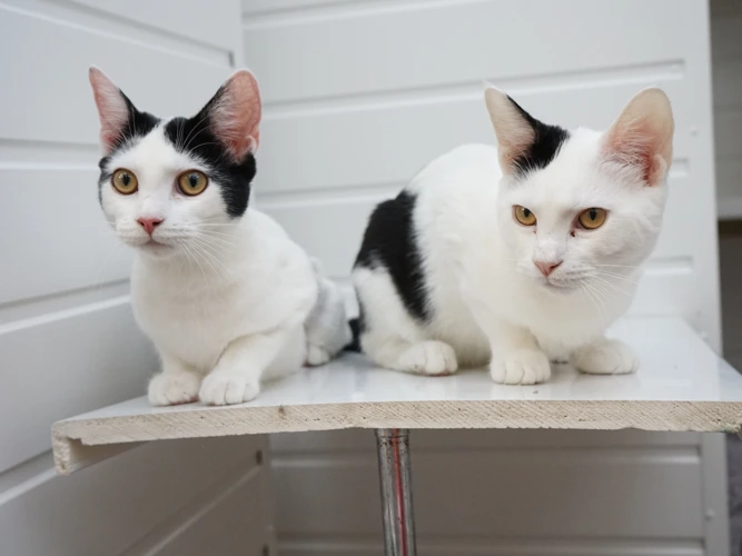 Lulu (Left) and Valentino (Right)