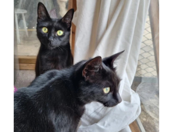 Pippa & Peppa