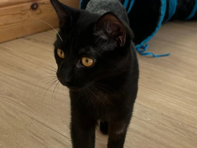 Coco