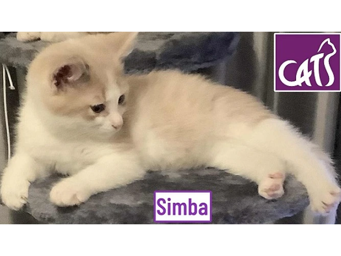 Simba
